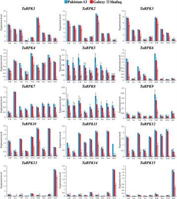 Genome-Wide Identification and Characterization of Receptor-Like Protein Kinase 1 (RPK1) Gene Family in Triticum aestivum Under Drought Stress